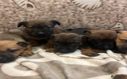 Mixed Breed dogs for sale: Mixed breed  - Advert 6