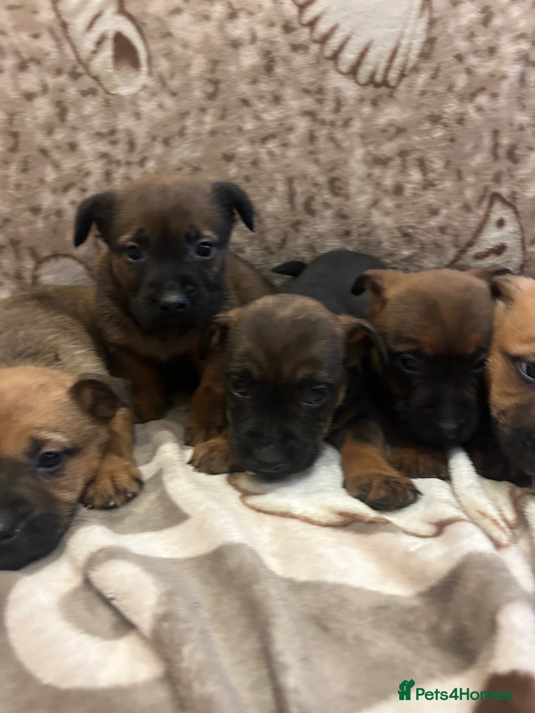 Mixed Breed dogs for sale: Mixed breed  - Advert 6