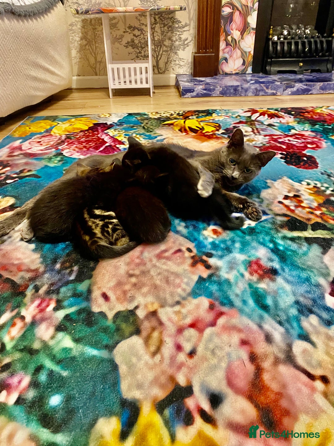 Mixed Breed cats for sale: 4 gorgeous kittens - Image 18