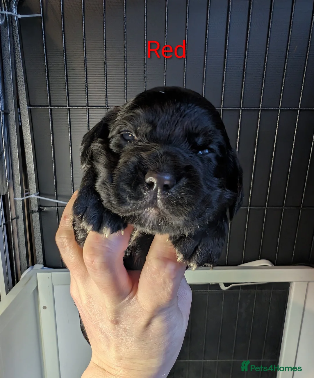 Cocker Spaniel dogs for sale: Our stunning cocker pups have arrived! - Advert 1