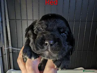 Cocker Spaniel dogs Our stunning cocker pups have arrived! - Advert 1