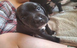 Mixed Breed dogs for sale: 2 boy 2 girls springer mixed with staff puppys - Image 10