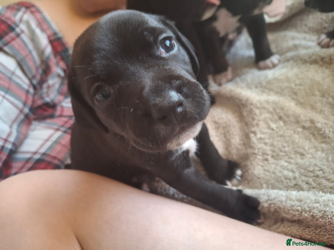 Mixed Breed dogs for sale: 2 boy 2 girls springer mixed with staff puppys - Image 10