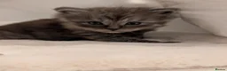 Maine Coon cats for sale: Stunning Tica pedigree kittens - Advert 16
