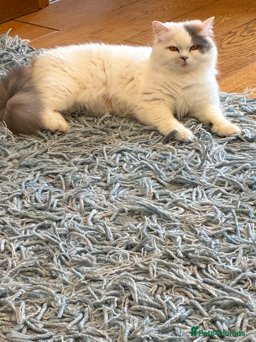 British Shorthair cats for sale: CHAMPION LINES TICA REGISTERED ACTIVE BI BSH GIRLS - Image 20