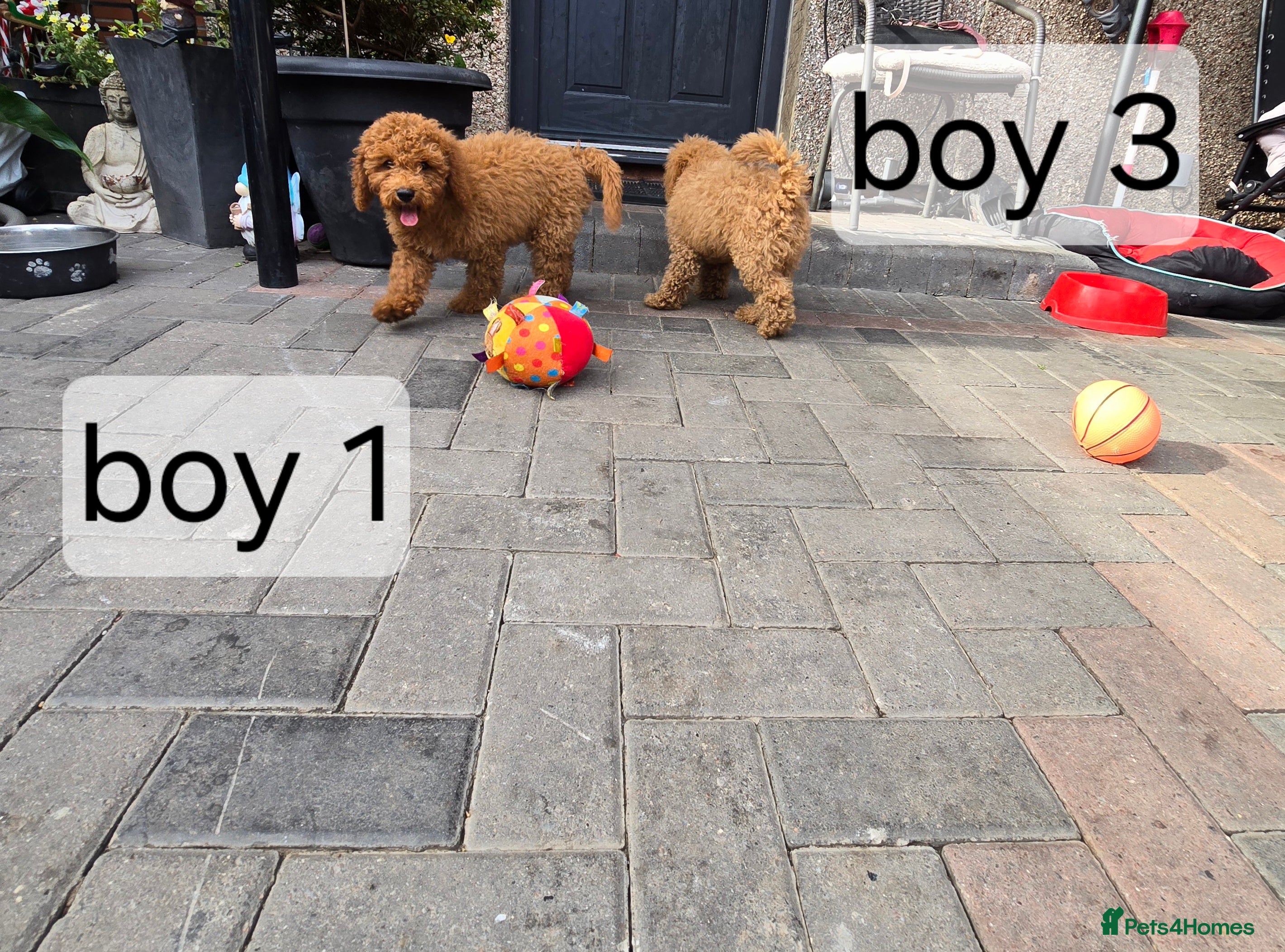 Cavapoo dogs BOYS ONLY cavapoo pups ready to leave  - Advert 2