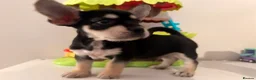 Mixed Breed dogs for sale: French bulldog / Chihuahua  - Advert 4
