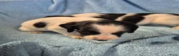 English Springer Spaniel dogs for sale: Springer Spaniel Puppies  - Advert 20