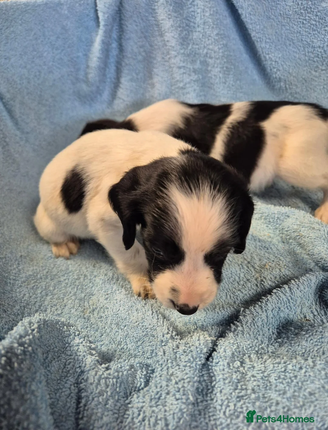 English Springer Spaniel dogs for sale: Springer Spaniel Puppies  - Advert 20