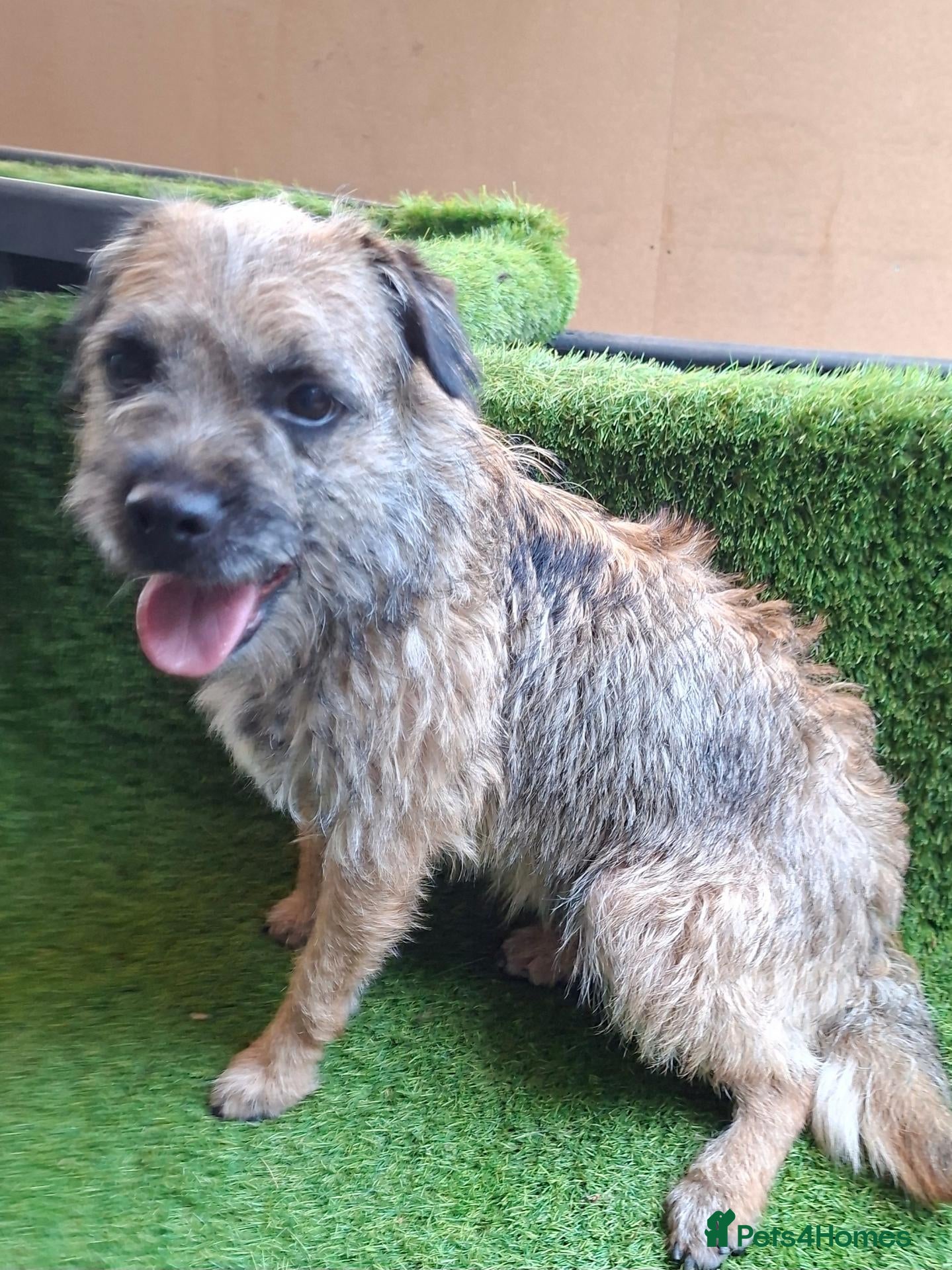 Border Terrier dogs KC REGISTERED FEMALE BORDER TERRIER  - Advert 1