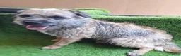 Border Terrier dogs for sale: KC REGISTERED FEMALE BORDER TERRIER  - Advert 1