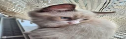 Ragdoll cats for sale:  TICA Ragdoll female - Advert 5