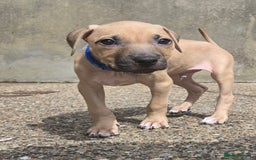 Mixed Breed dogs for sale: Staff cross pups - Image 14