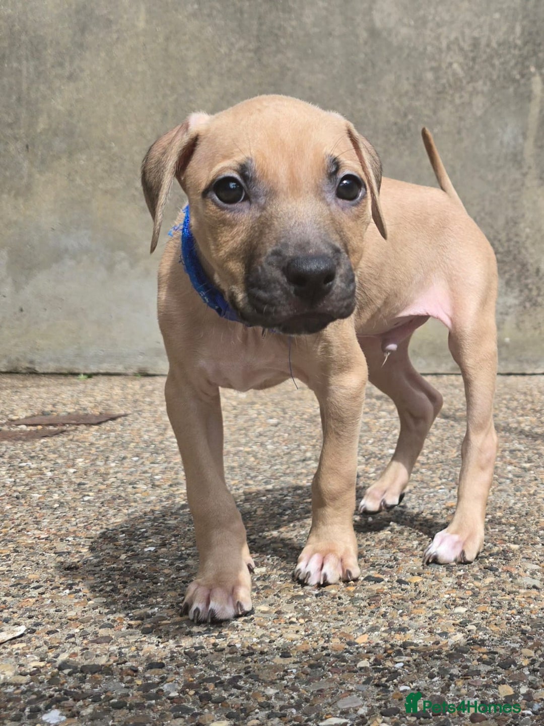 Mixed Breed dogs for sale: Staff cross pups - Image 14