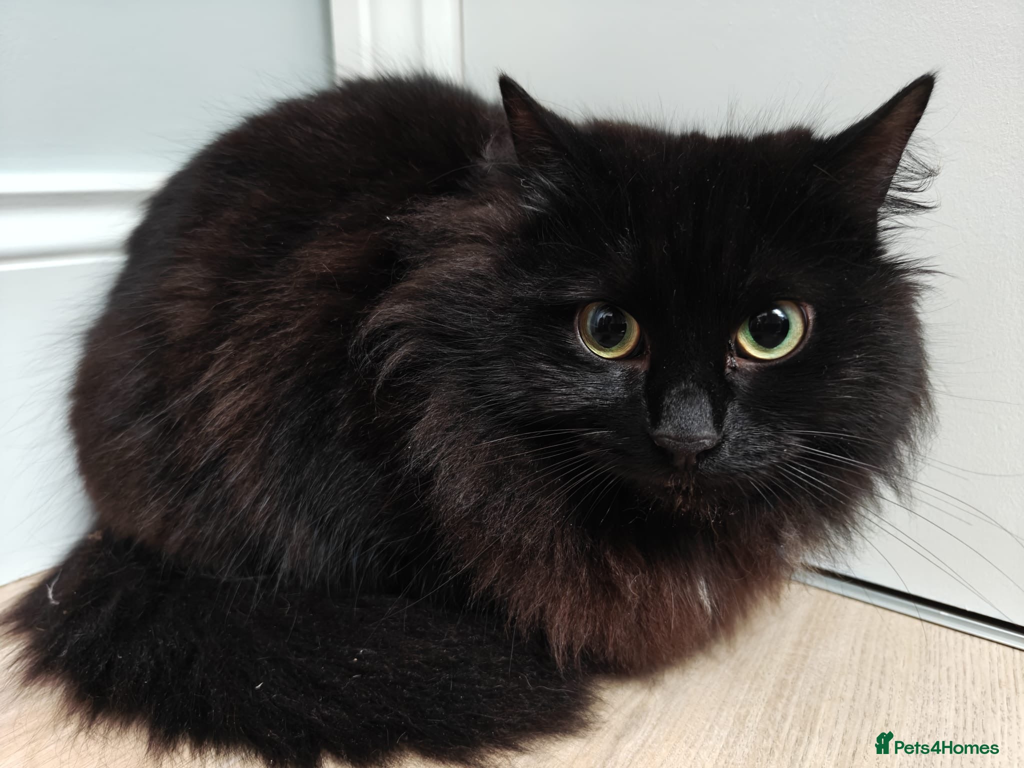 Mixed Breed cats Young fluffy rescue cat needs her own home - Advert 4