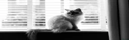 Ragdoll cats for sale: 2 male Ragdoll cats - Advert 3