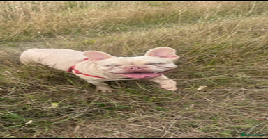 French Bulldog dogs - Advert 15