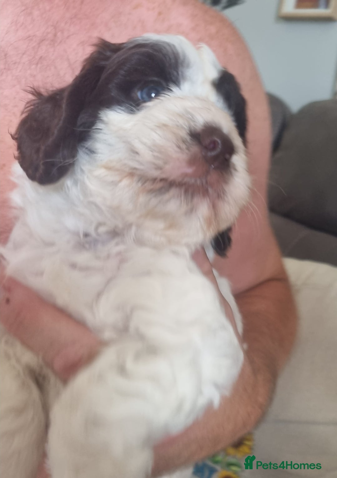 Cockapoo dogs for sale: Beautiful cockapoo boy  in Rotherham - Image 6