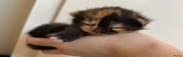 Mixed Breed cats for sale: fluffy kittens for sale!💗💗 - Advert 7