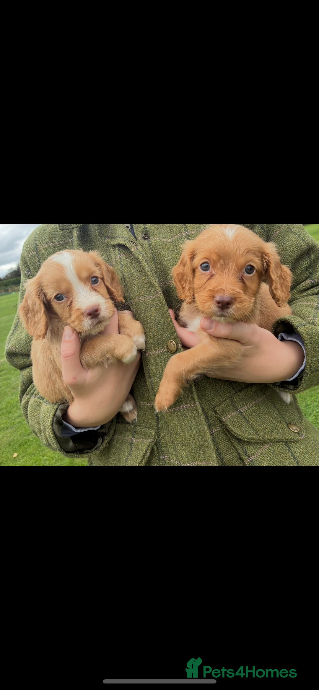 Cocker Spaniel dogs for sale: WORKING COCKER SPANIELS - Image 11