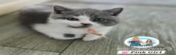 British Shorthair cats for sale: 5 Beautiful British short hair kittens available  - Advert 18