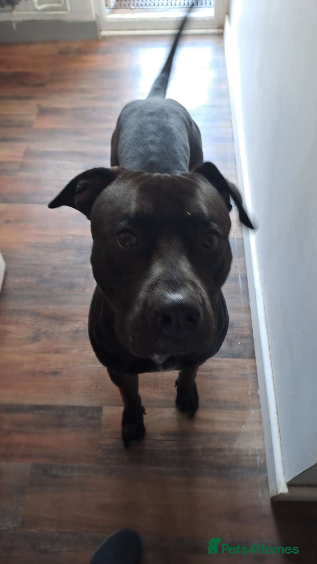 Mixed Breed dogs Cane corso x labrador  - Advert 4