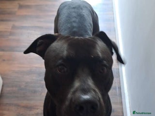 Mixed Breed dogs Cane corso x labrador - Advert 1