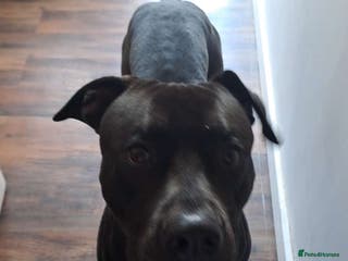 Mixed Breed dogs Cane corso x labrador - Advert 3