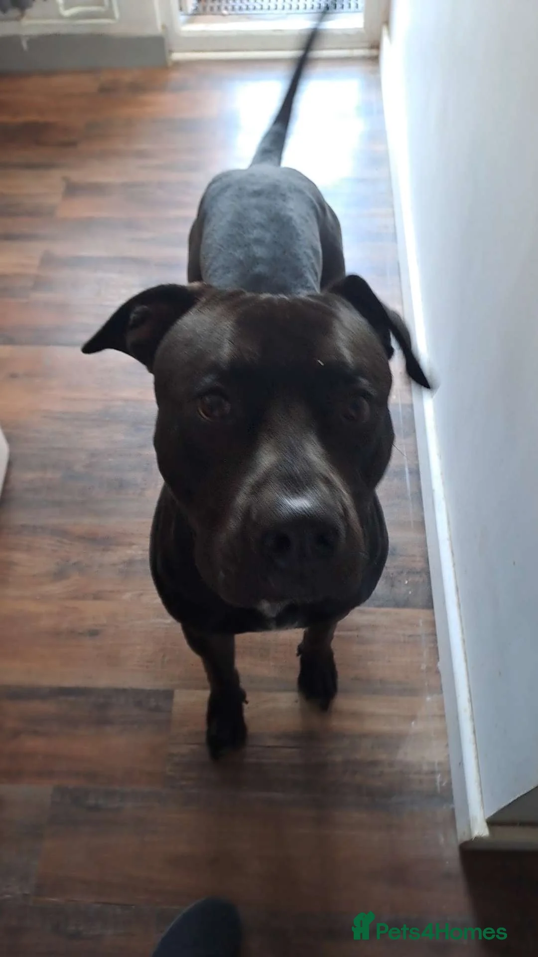 Mixed Breed dogs for sale: Cane corso x labrador  - Advert 1