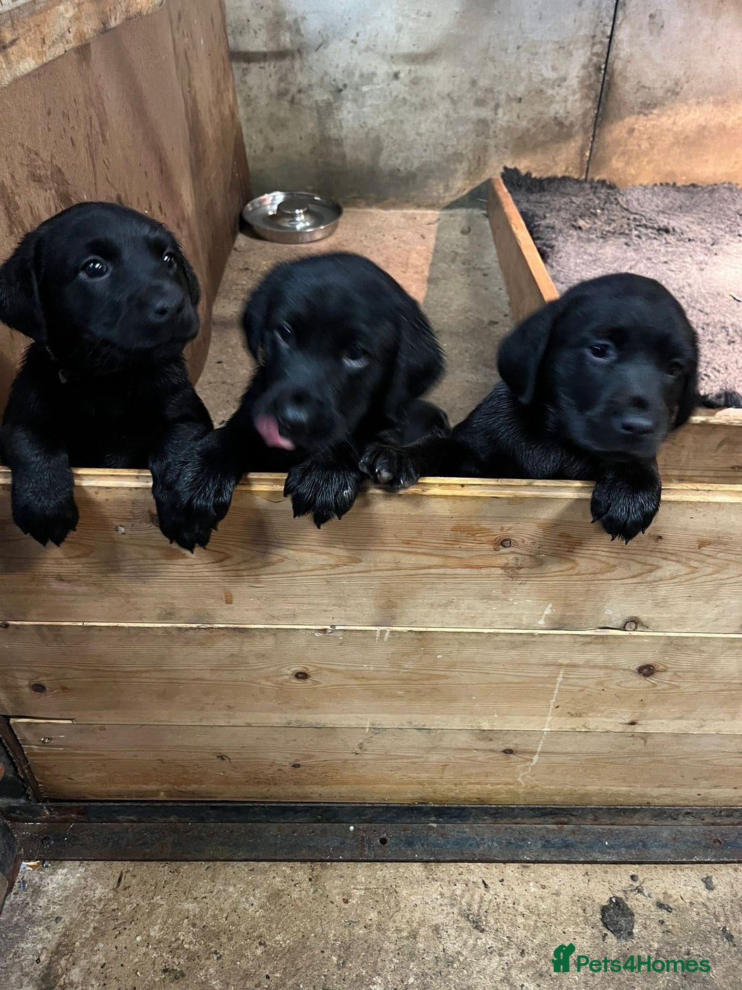 Labrador Retriever dogs for sale: 2 beautiful black Labrador bitches remaining - Advert 2