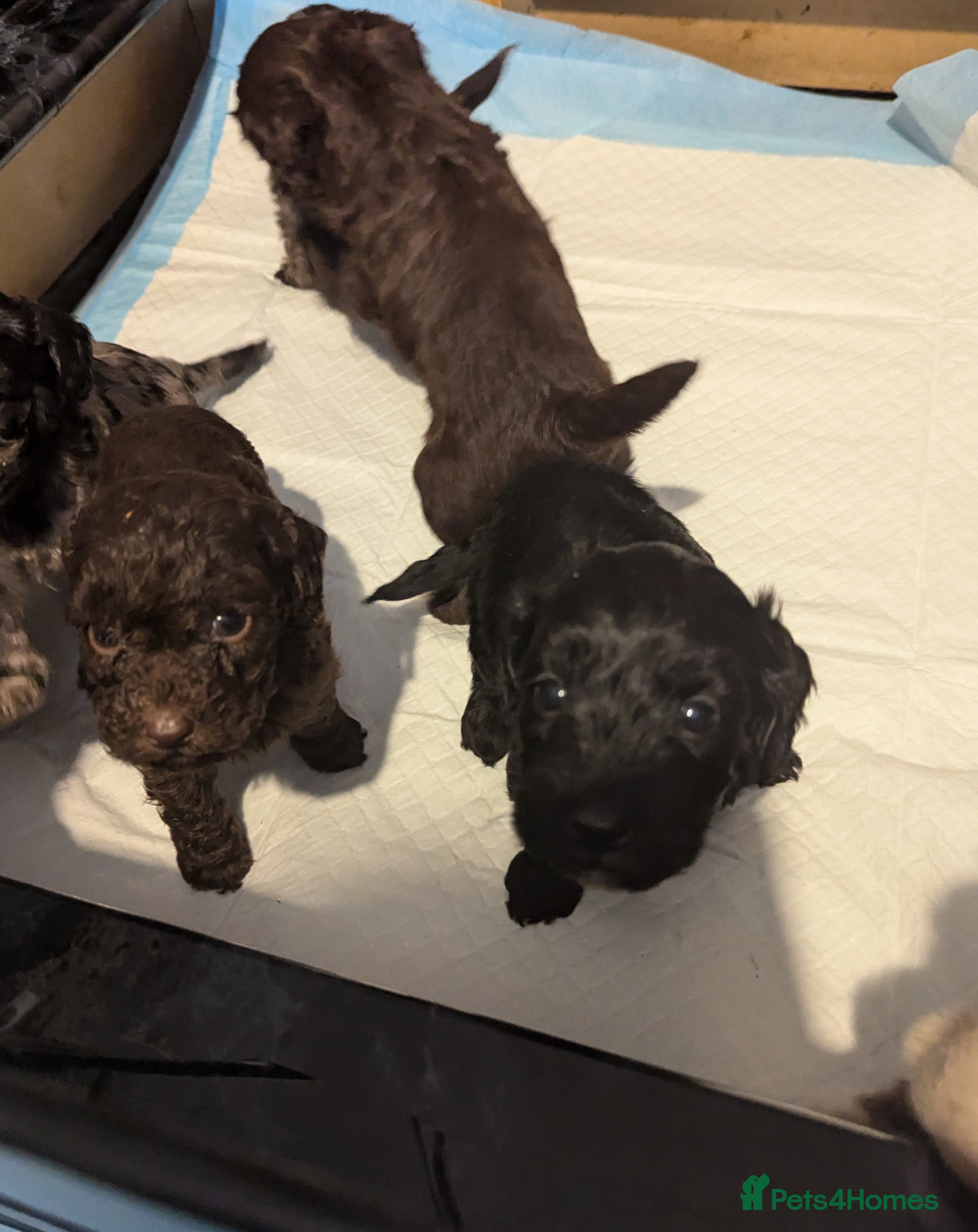 Cavapoo dogs Fabulous chocolate Cavapoos - Advert 1