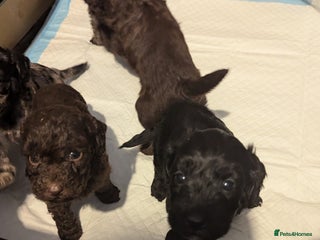 Cavapoo dogs Fabulous chocolate Cavapoos - Advert 5