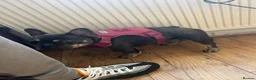 French Bulldog dogs for sale: 1Year Old Female French Bulldog  - Advert 3