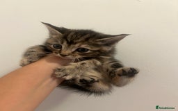 Mixed Breed cats for sale: 4 beautiful kittens ready to go 31st August - Image 6