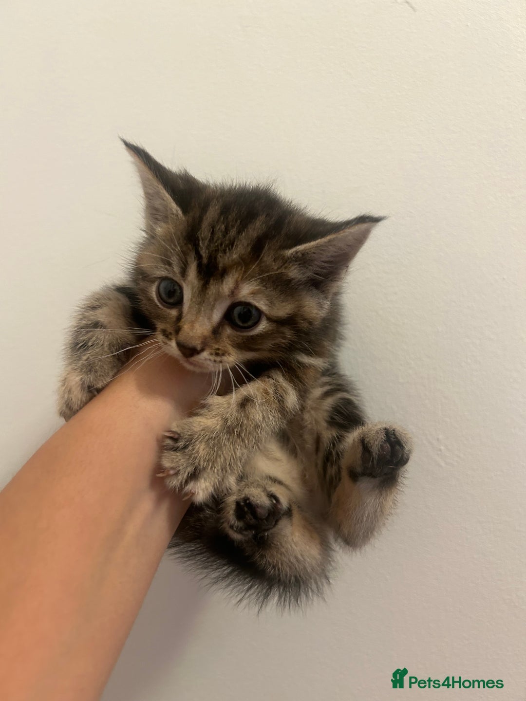 Mixed Breed cats for sale: 4 beautiful kittens ready to go 31st August - Image 6