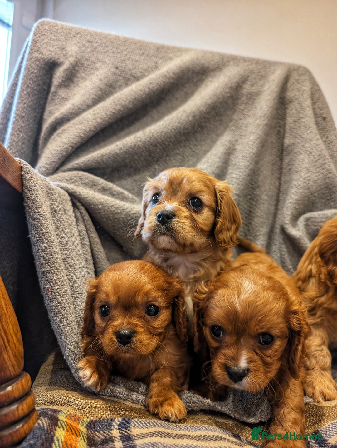 Cavachon dogs for sale: 8 STUNNING F1B CAVACHONS - Image 12