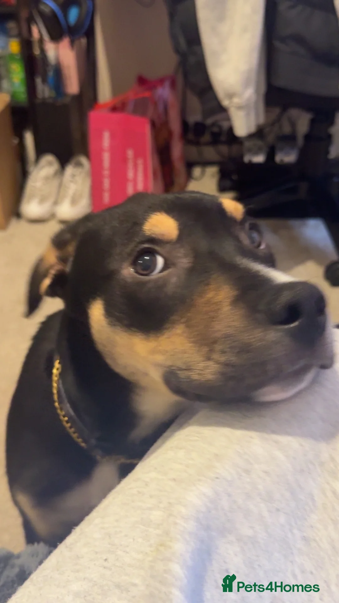 Mixed Breed dogs for sale: Border collie cross for sale  - Advert 2