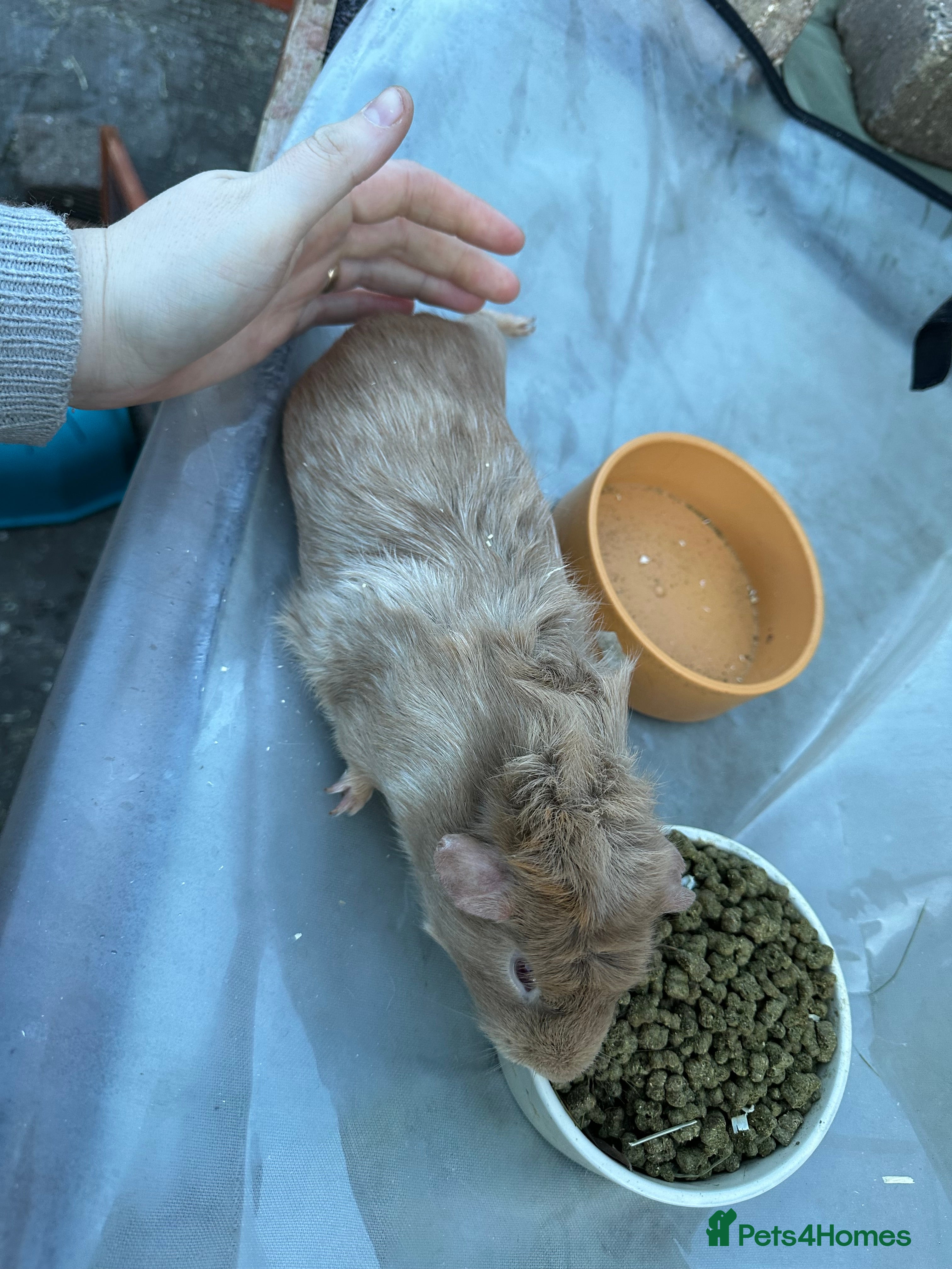 Guinea Pig rodents Male baby guinea pigs - Advert 2