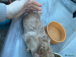 Guinea Pig rodents Male baby guinea pigs - Advert 2