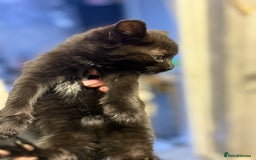 Mixed Breed cats for sale: THREE BLACK KITTENS AVAILABLE  - Image 14