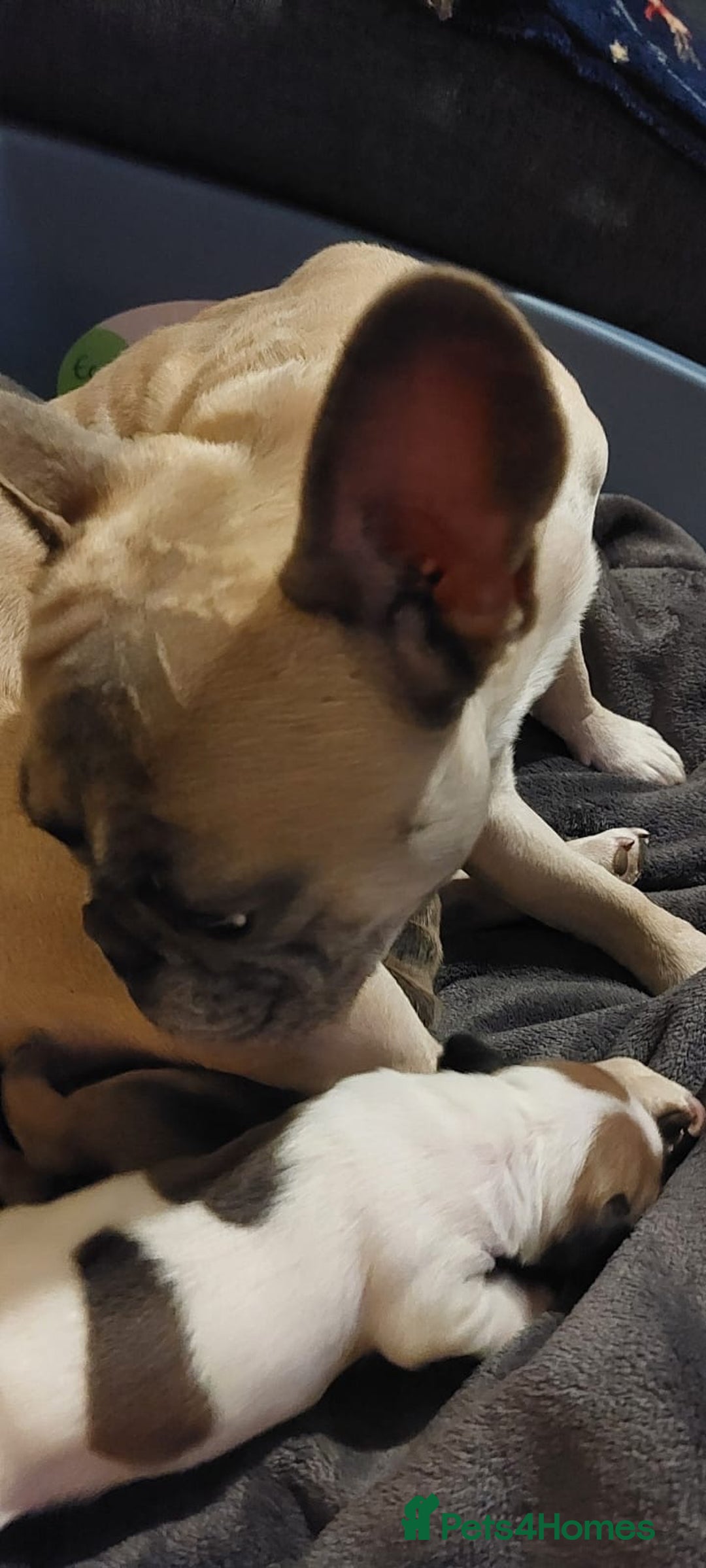 Mixed Breed dogs for sale: French bulldogs/cocker spaniel pups  - Advert 3