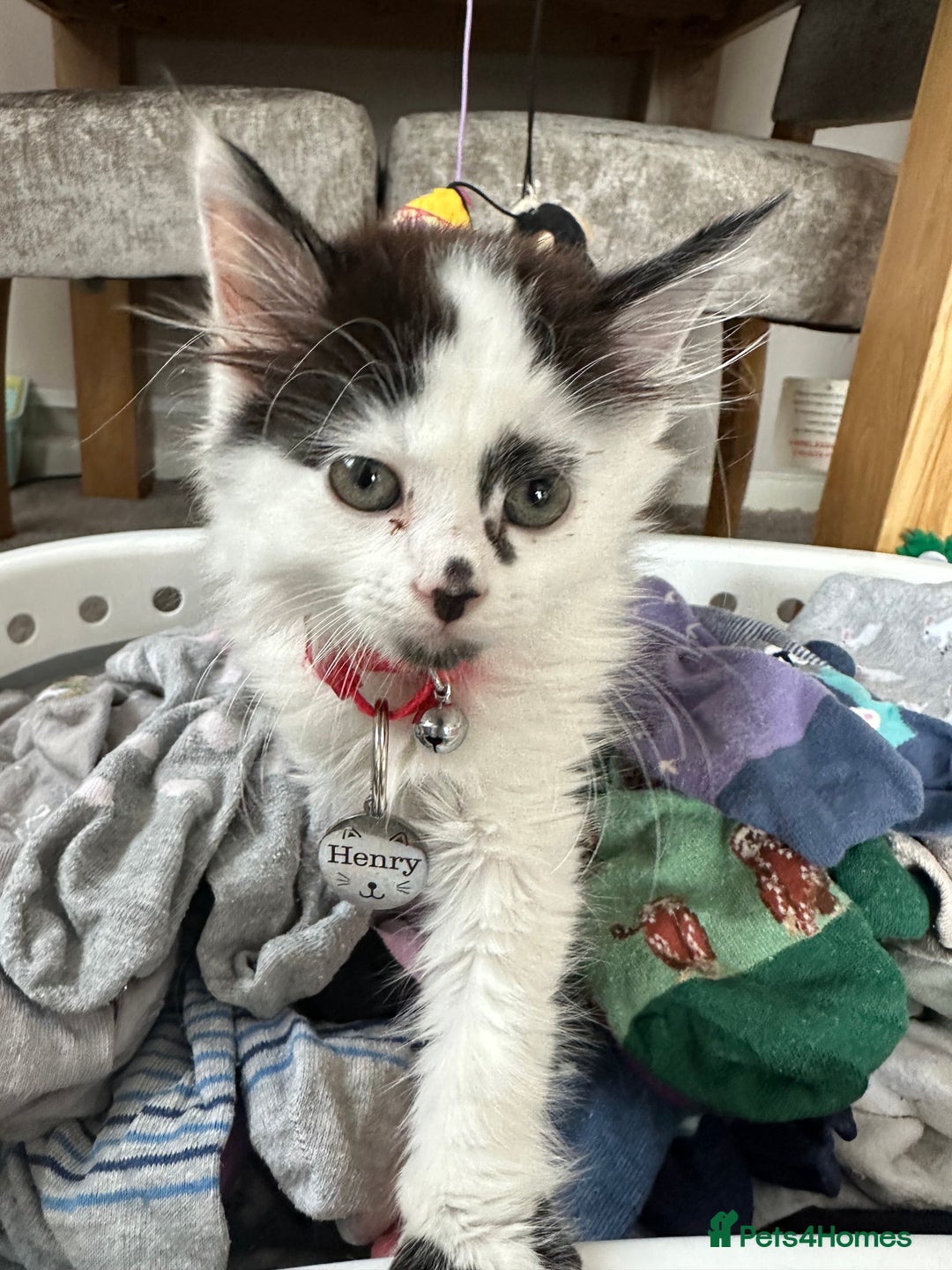 Mixed Breed cats for sale: Long hair male kitten  - Image 16