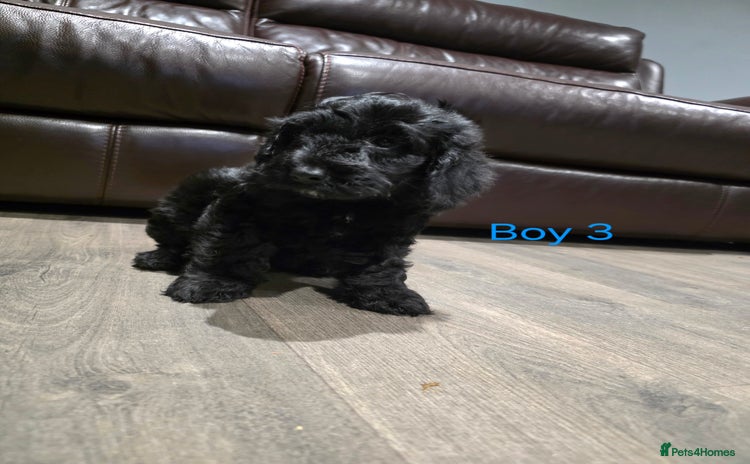 Cockapoo dogs *1 boy left* Adorable cockapoo pups ready to go 🐶 - Advert 7