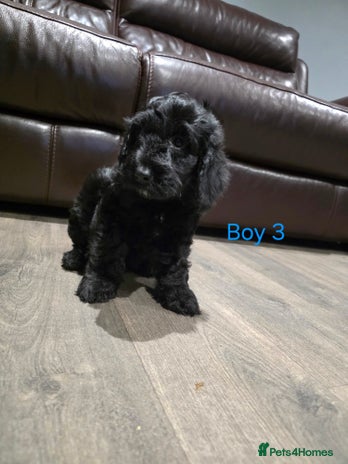 Cockapoo dogs *1 boy left* Adorable cockapoo pups ready to go 🐶 - Advert 7