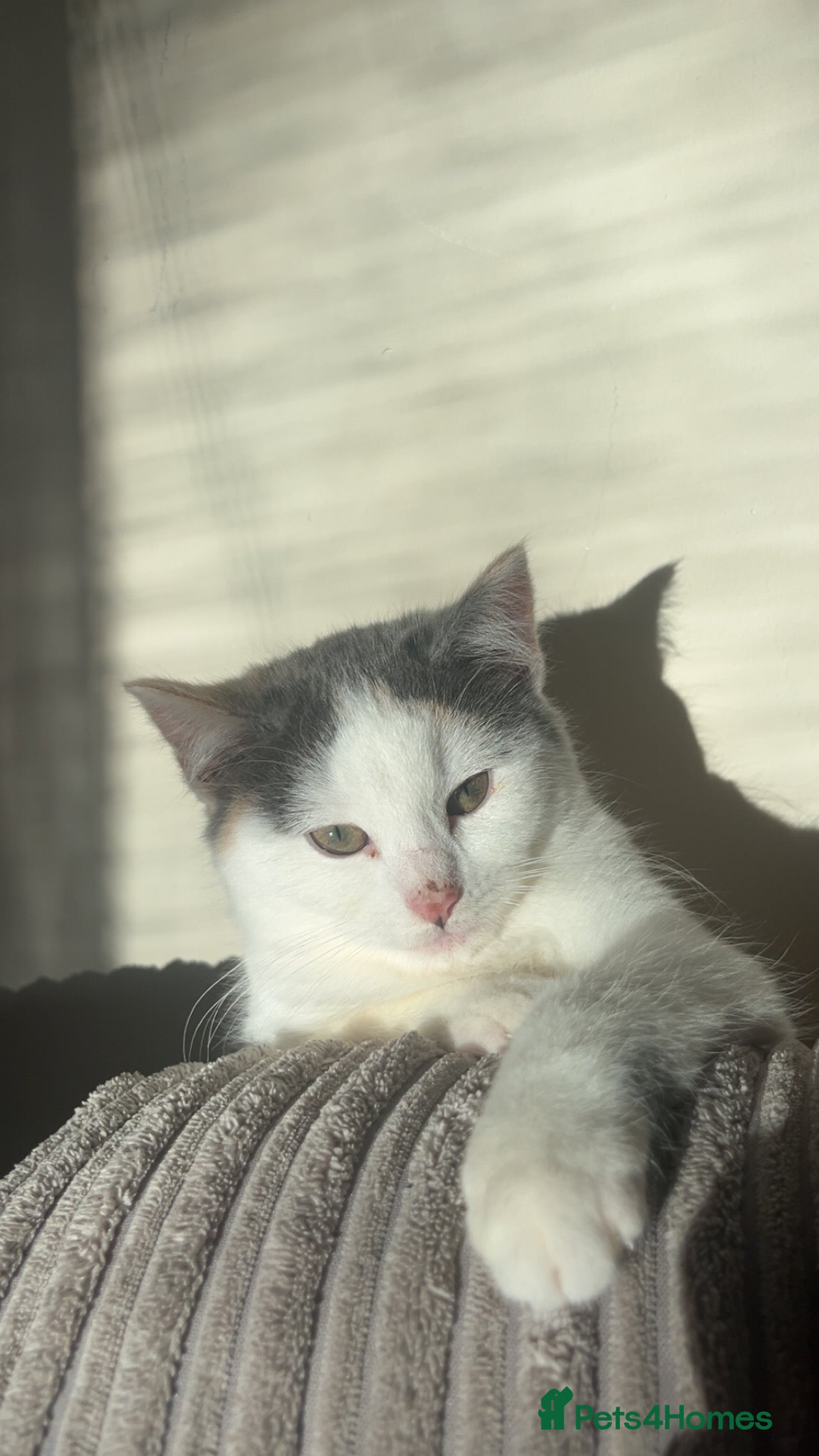 Domestic Shorthair cats Kitten for sale  - Advert 8