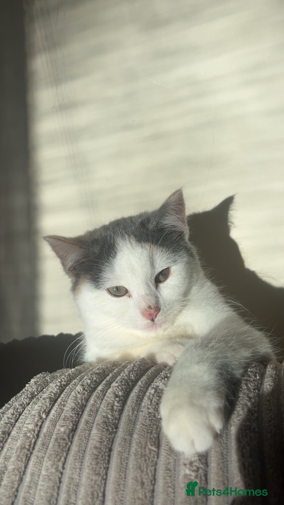 Domestic Shorthair cats for sale: Kitten for sale  - Advert 1