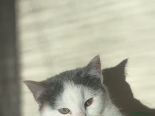 Domestic Shorthair cats Kitten for sale - Advert 8