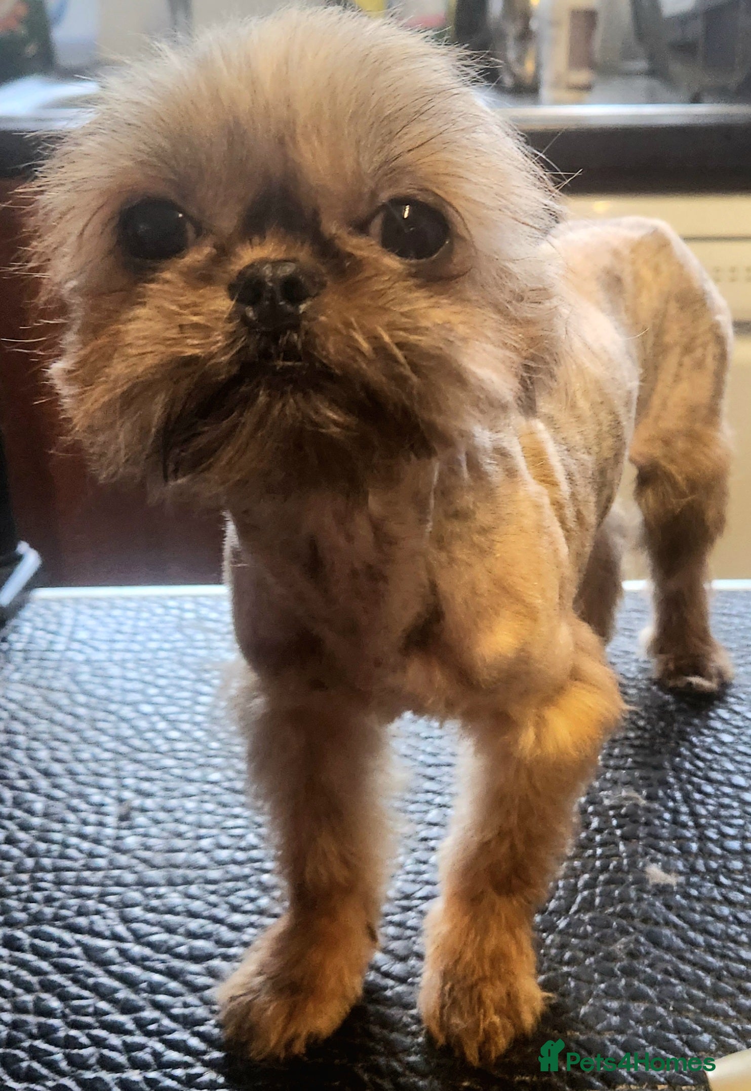Shih Tzu dogs Stunning, rare brindle tiny imperial shit rzu boy - Advert 1
