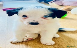 Border Collie dogs for sale: 3 left🐾Ready to leave in 2 weeks🐾Border Collie🐾 - Image 1