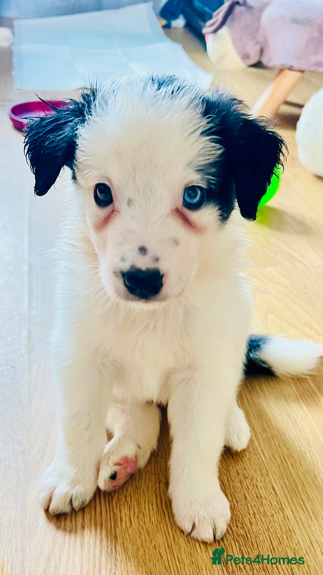Border Collie dogs for sale: 3 left🐾Ready to leave in 2 weeks🐾Border Collie🐾 - Image 1
